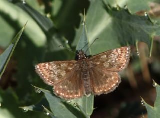 Pasl� Z�pz�p&nbsp;(Erynnis&nbsp;tages)