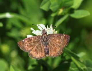 Pasl Zpzp (Erynnis tages)