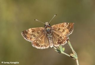 Pasl Zpzp (Erynnis tages)
