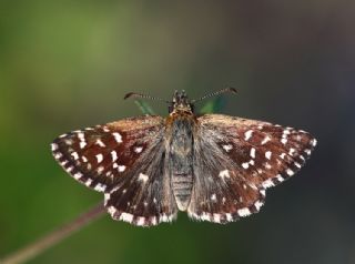 Kzl Zpzp (Spialia orbifer)