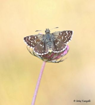 Kzl Zpzp (Spialia orbifer)