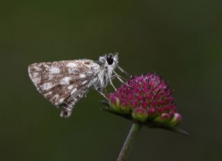 Kzl Zpzp (Spialia orbifer)