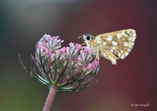 Kzl Zpzp (Spialia orbifer)