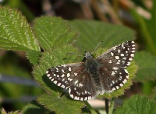 Ebegmeci Zpzp (Pyrgus malvae)