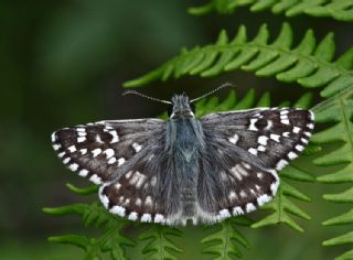 Ebegmeci Zpzp (Pyrgus malvae)