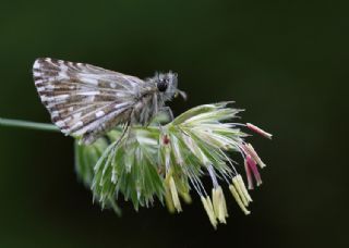 Ebegmeci Zpzp (Pyrgus malvae)