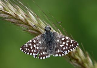Ebegmeci Zpzp (Pyrgus malvae)