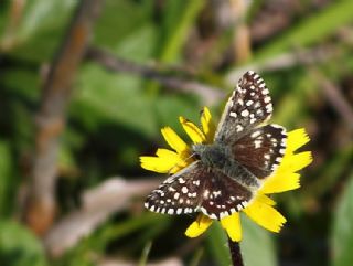 Ebegmeci Zpzp (Pyrgus malvae)