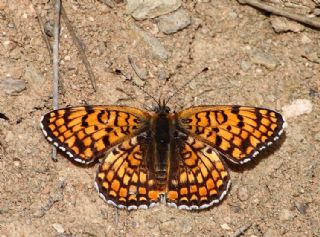 Cezayirli �parhan&nbsp;(Melitaea&nbsp;ornata)