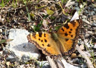 Karaaa Nimfalisi (Inachis polychloros)