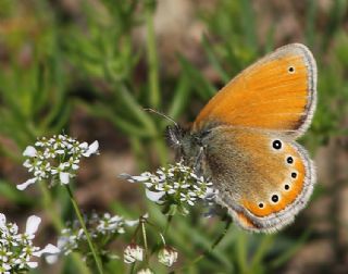 Rus Z�pz�p Perisi&nbsp;(Coenonympha&nbsp;leander)