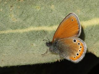 Rus Z�pz�p Perisi&nbsp;(Coenonympha&nbsp;leander)