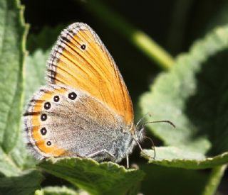 Rus Z�pz�p Perisi&nbsp;(Coenonympha&nbsp;leander)