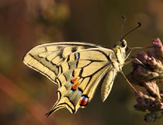 Krlangkuyruk (Papilio machaon)