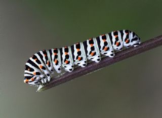 Krlangkuyruk (Papilio machaon)