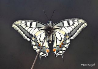 Krlangkuyruk (Papilio machaon)