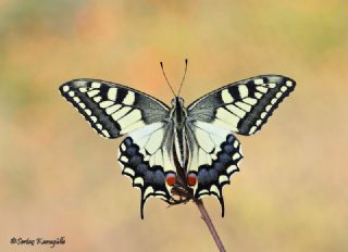 Krlangkuyruk (Papilio machaon)