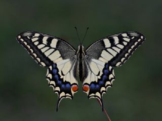 Krlangkuyruk (Papilio machaon)