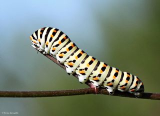 Krlangkuyruk (Papilio machaon)