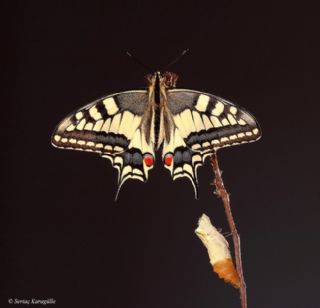 K�rlang��kuyruk&nbsp;(Papilio&nbsp;machaon)