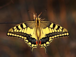 Krlangkuyruk (Papilio machaon)