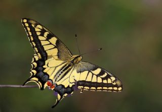 Krlangkuyruk (Papilio machaon)