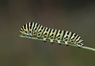 Krlangkuyruk (Papilio machaon)