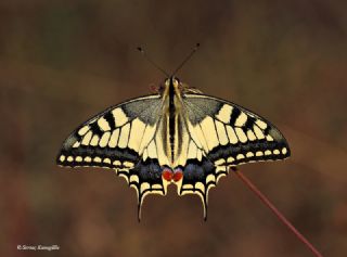 Krlangkuyruk (Papilio machaon)