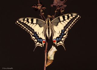 K�rlang��kuyruk&nbsp;(Papilio&nbsp;machaon)