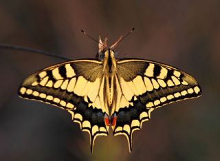 Krlangkuyruk (Papilio machaon)