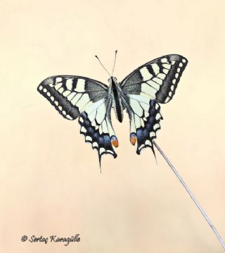 Krlangkuyruk (Papilio machaon)