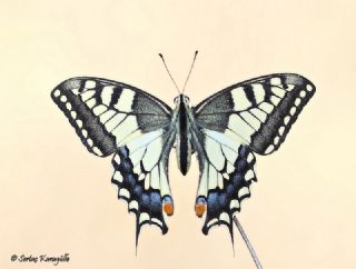 Krlangkuyruk (Papilio machaon)