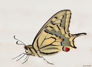 K�rlang��kuyruk&nbsp;(Papilio&nbsp;machaon)