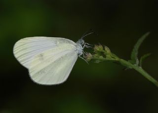 Narin Orman Beyaz (Leptidea sinapis)