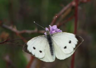 Byk Beyazmelek  (Pieris brassicae)