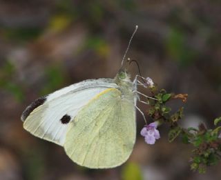 Byk Beyazmelek  (Pieris brassicae)
