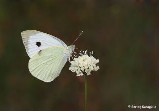 Byk Beyazmelek  (Pieris brassicae)