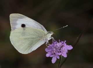 Byk Beyazmelek  (Pieris brassicae)