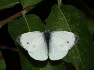 Yalanc Beyazmelek (Pieris pseudorapae)