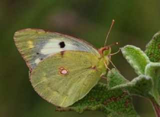 Gzel Azamet (Colias alfacariensis)