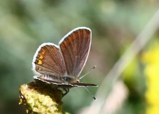 Do�ulu Esmerg�z&nbsp;(Plebejus&nbsp;carmon)