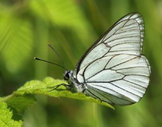 Al Beyaz (Aporia crataegi)