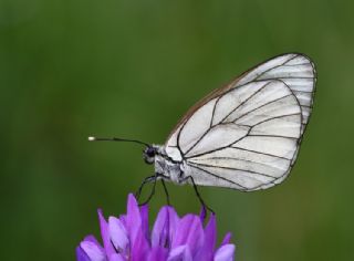 Al Beyaz (Aporia crataegi)