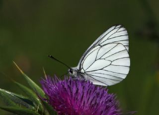 Al Beyaz (Aporia crataegi)