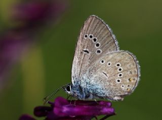 okgzl Gzel Mavi (Polyommatus bellis)