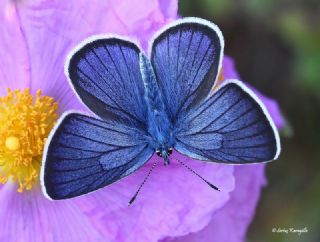 okgzl Gzel Mavi (Polyommatus bellis)