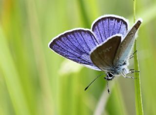 okgzl Gzel Mavi (Polyommatus bellis)