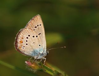 okgzl Gzel Mavi (Polyommatus bellis)