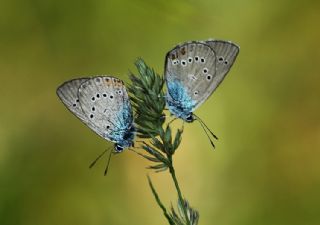 okgzl Gzel Mavi (Polyommatus bellis)