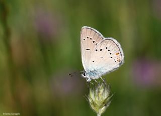 okgzl Gzel Mavi (Polyommatus bellis)